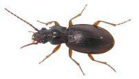 Réf. 329 037 : Patrobus atrorufus